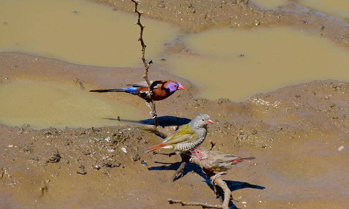 Violet-eared waxbill bertengger di ranting di atas area berlumpur, bersama dengan seekor burung pipit paruh merah (Pytilia phoenicoptera) dan seekor burung pipit kecil lainnya.