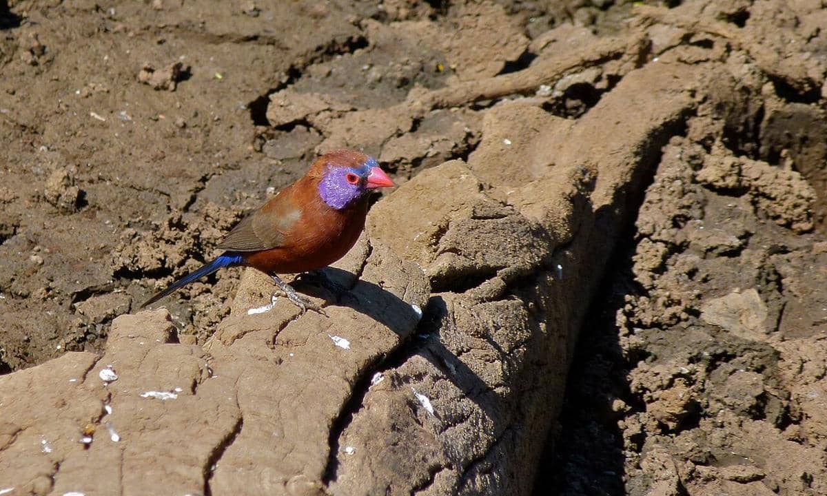 Violet-eared Waxbill (Granatina granatina) jantan.