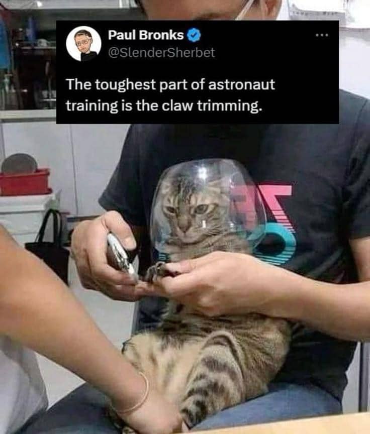 meme cakar kucing