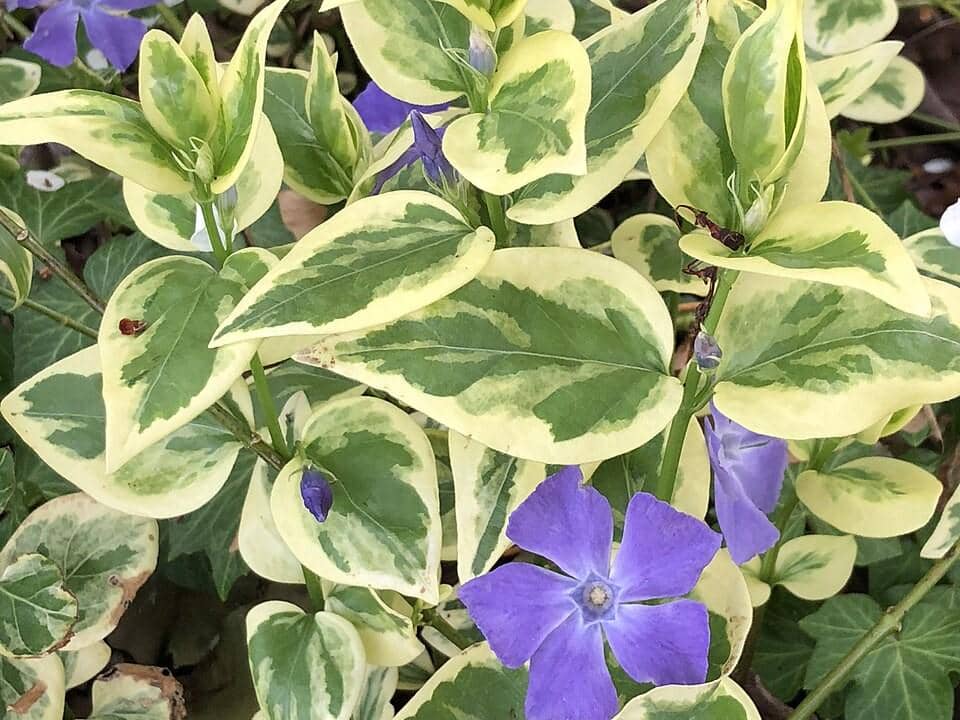 5 Tanaman Hias dengan Daun Variegata, Bunganya Gak Kalah Cantik