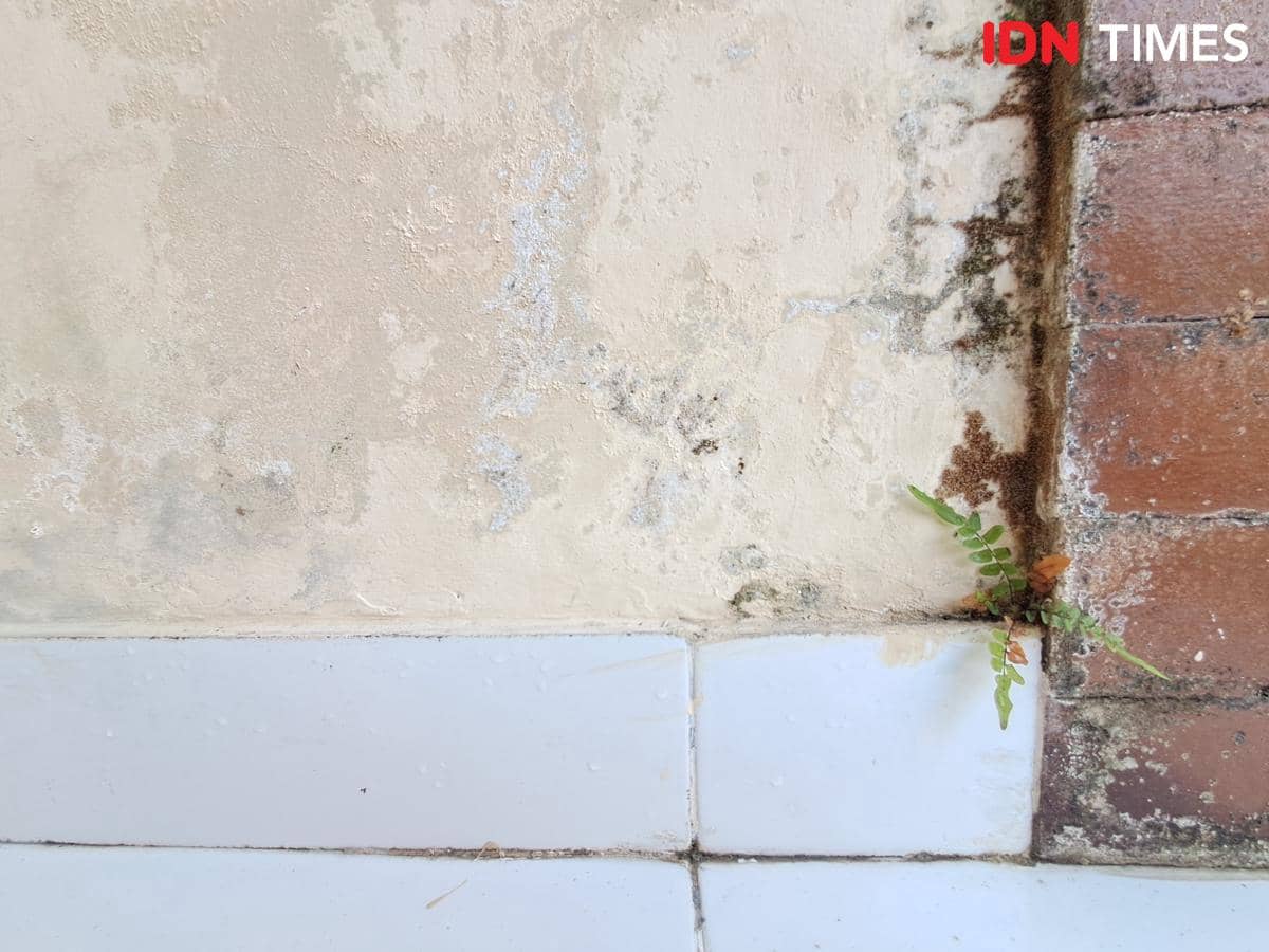 Cara Mengatasi Rumah Lembap dan Berjamur