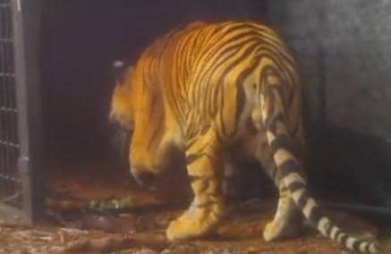 Harimau Sumatra yang Diduga Tewaskan 2 Warga Pelalawan Riau Tertangkap