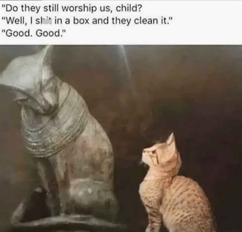 meme kucing tentang leluhur