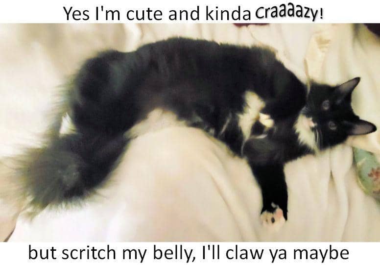 meme cakar kucing