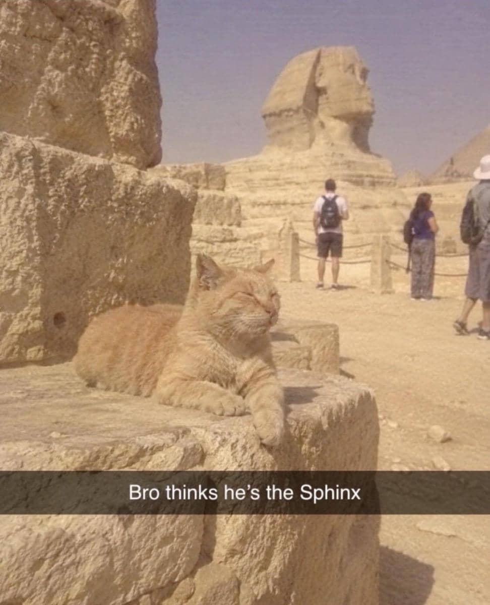 meme kucing tentang leluhur