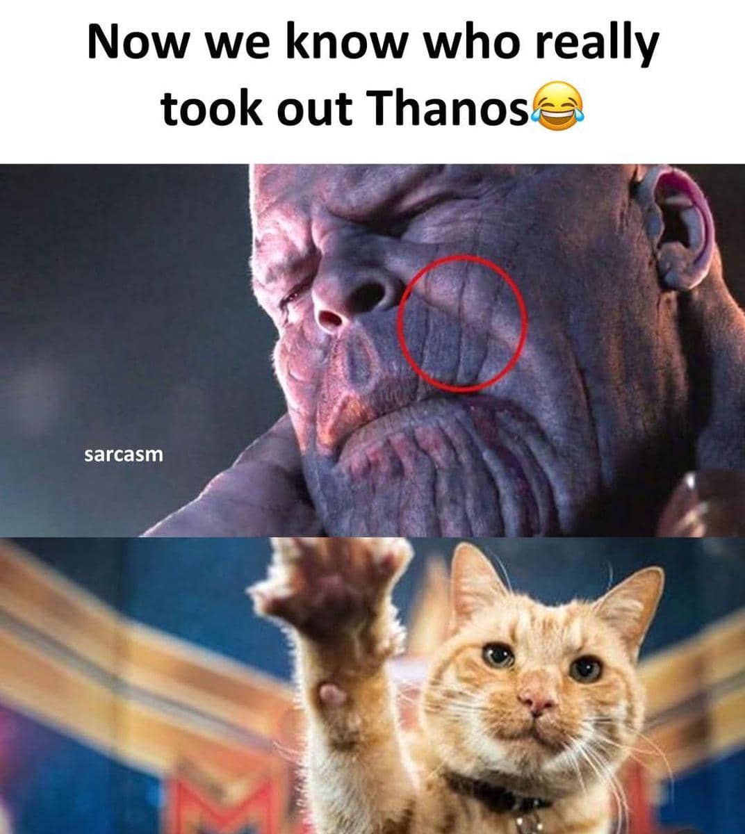 meme cakar kucing