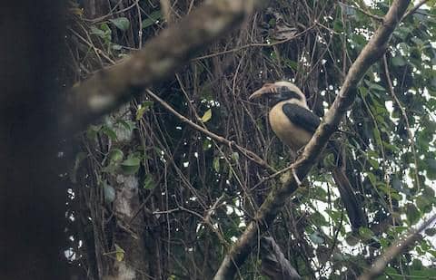 mindoro hornbill