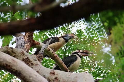 mindoro hornbill