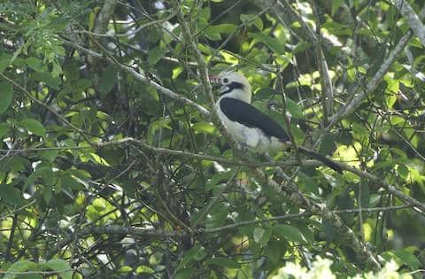 mindoro hornbill