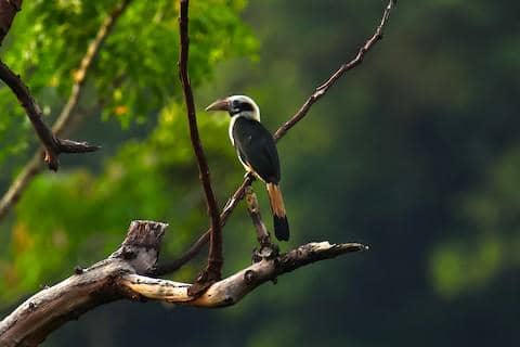 5 Fakta Mindoro Hornbill, Satwa Endemik Filipina yang Kian Langka