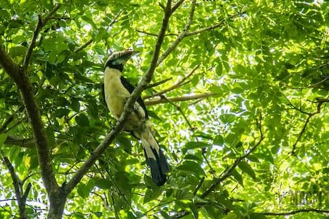 mindoro hornbill