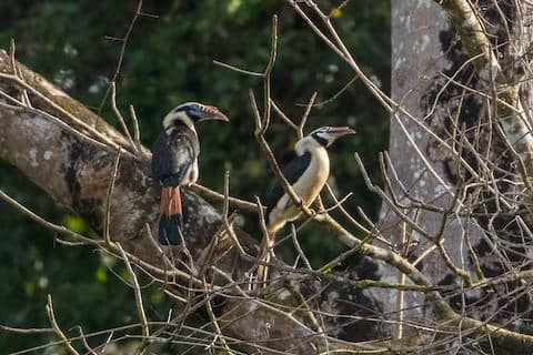 mindoro hornbill