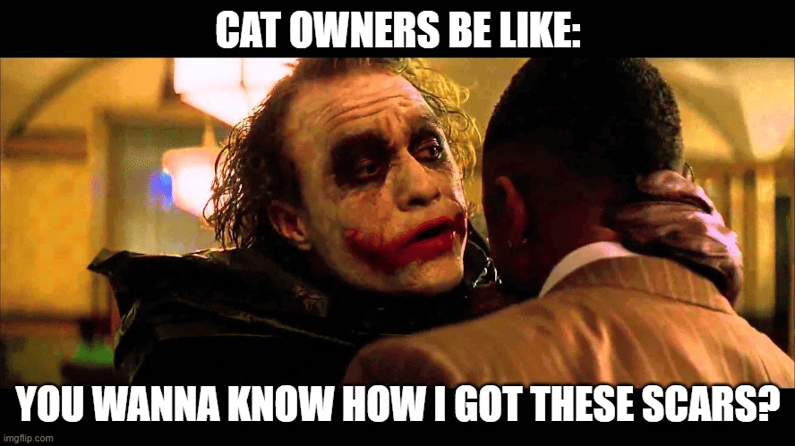 meme cakar kucing
