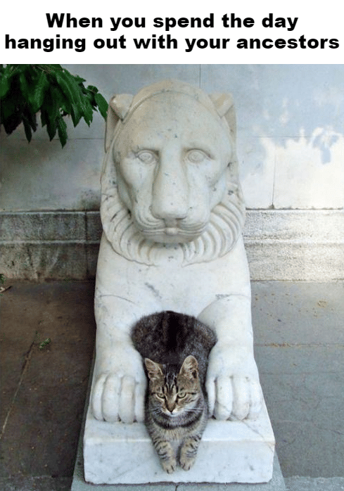 meme kucing tentang leluhur