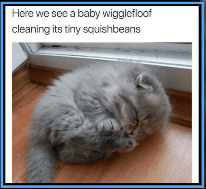 meme cakar kucing