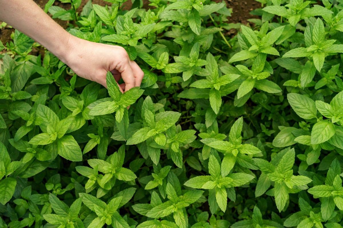 ilustrasi peppermint