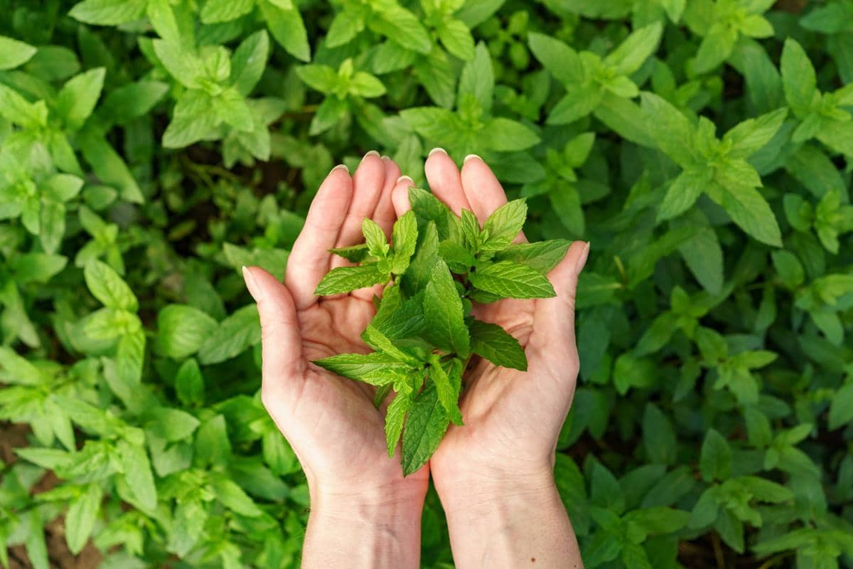 ilustrasi daun mint