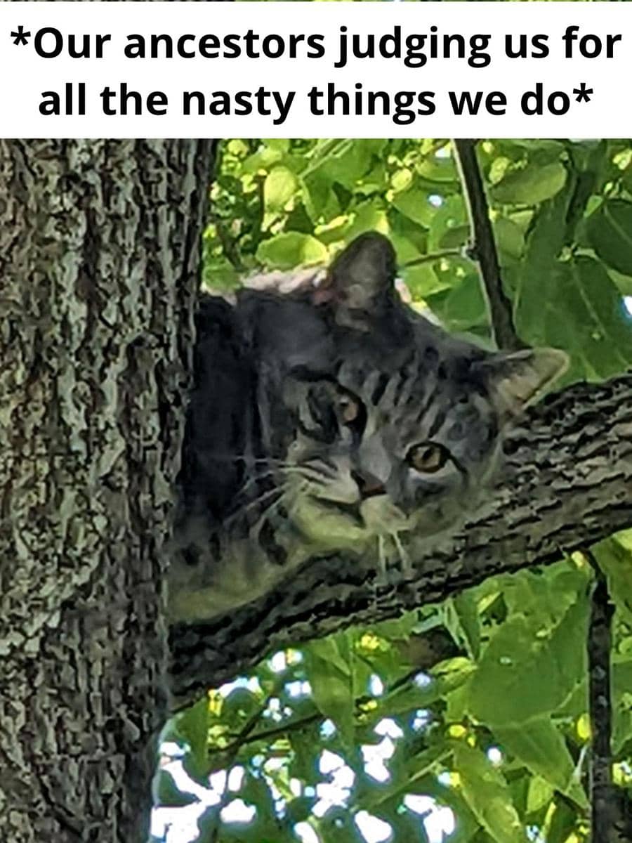 meme kucing tentang leluhur