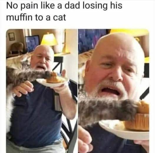 meme cakar kucing