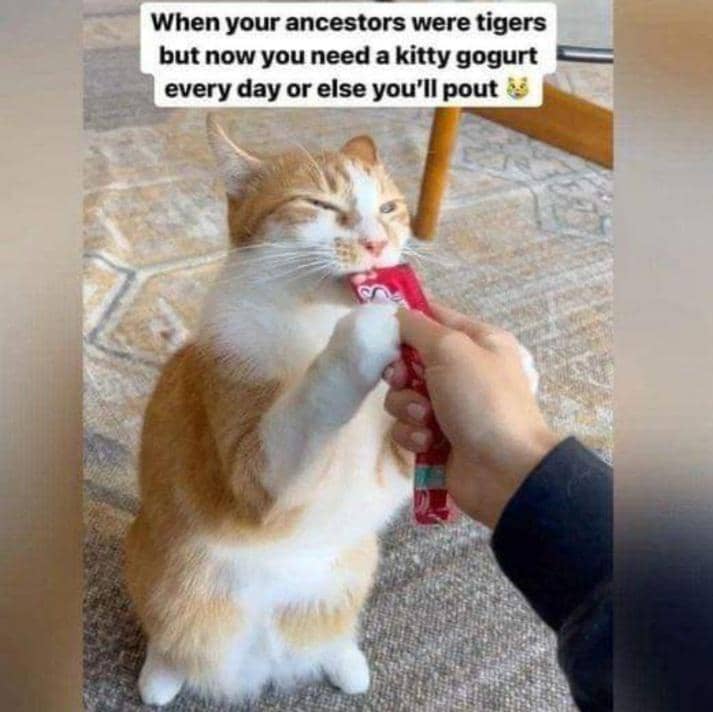 meme kucing tentang leluhur