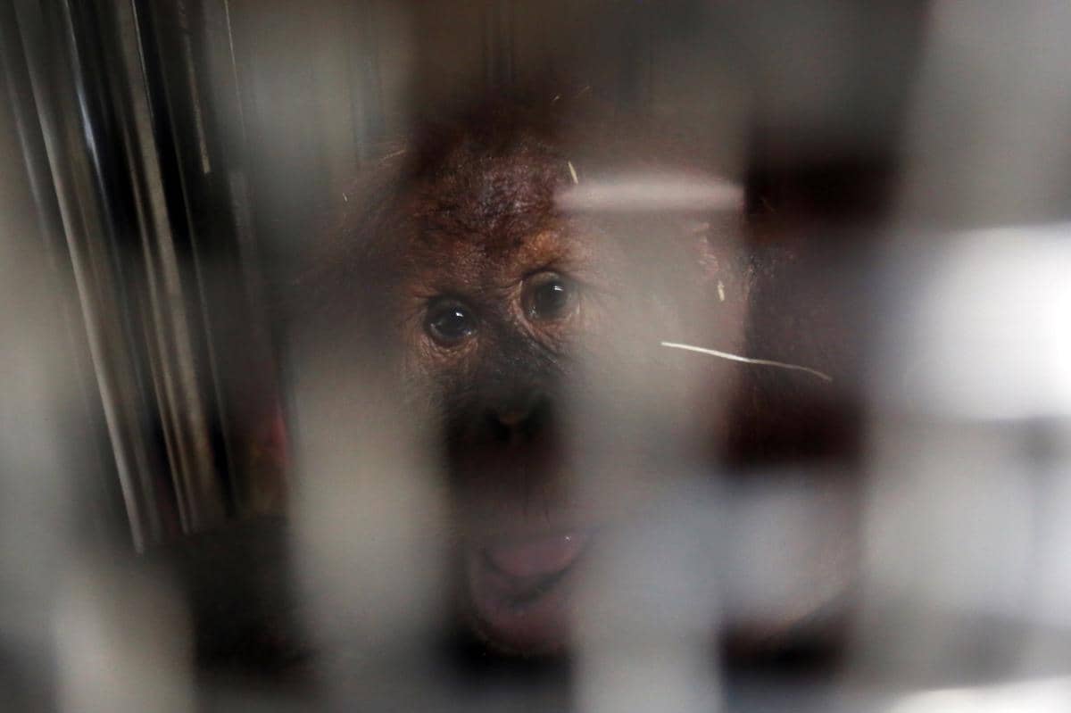Orangutan Rocky Pulang ke Indonesia, Kini Berganti Nama Jadi Heera