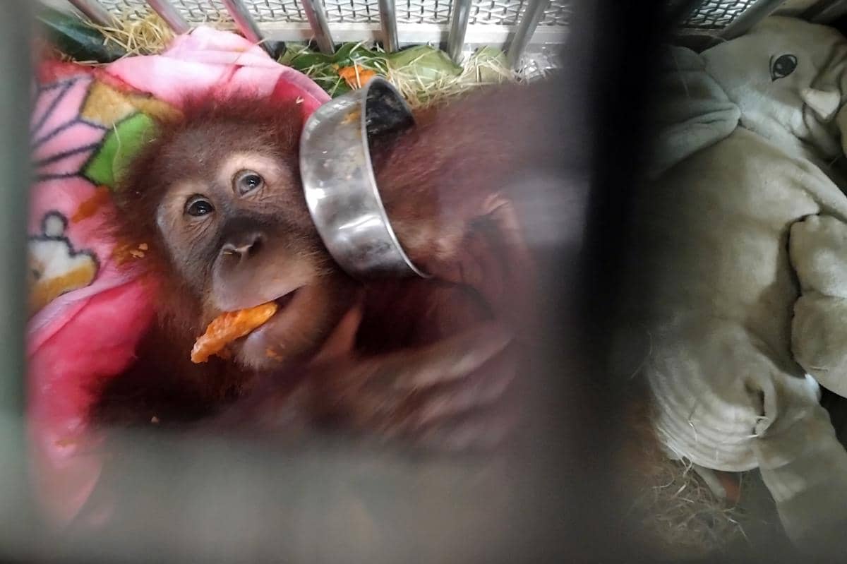antarafoto-pemulangan-orang-utan-sumatera-di-bandara-kualanamu-1792416557.jpg