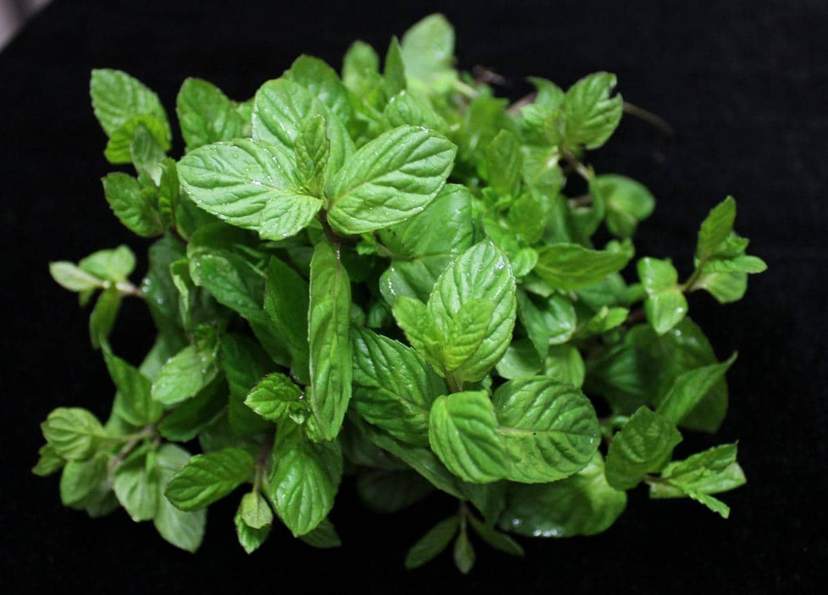 ilustrasi daun mint