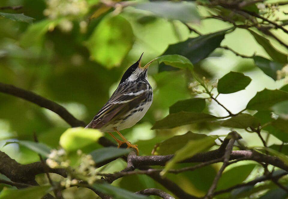 Burung Setophaga striata