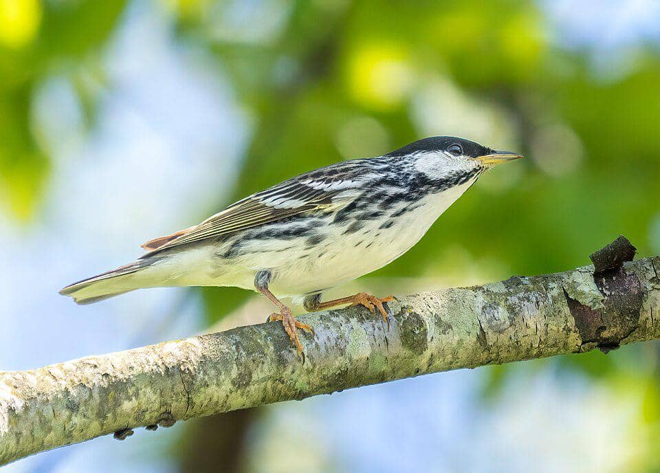 Burung Setophaga striata