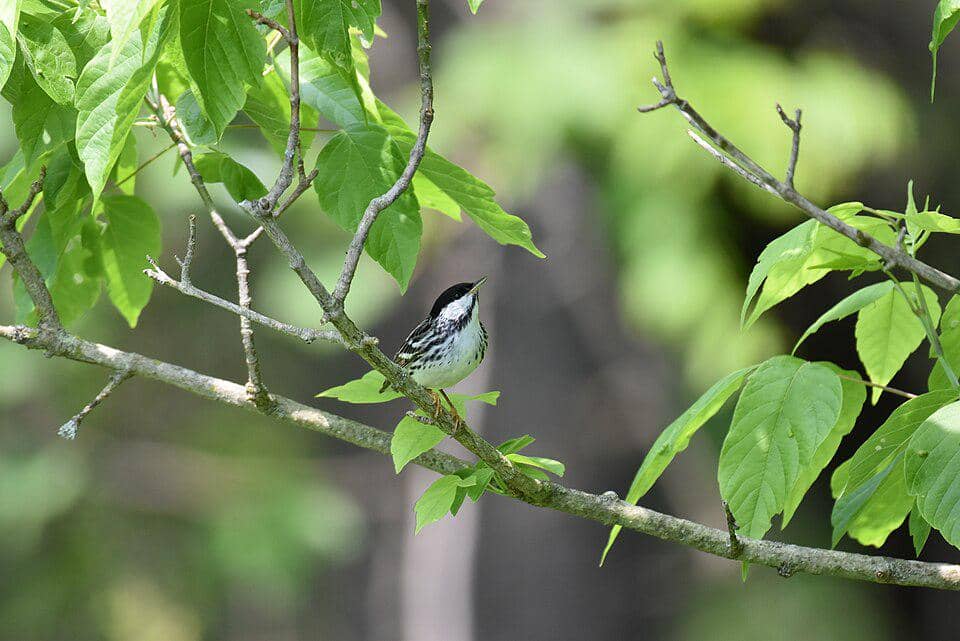 Burung Setophaga striata