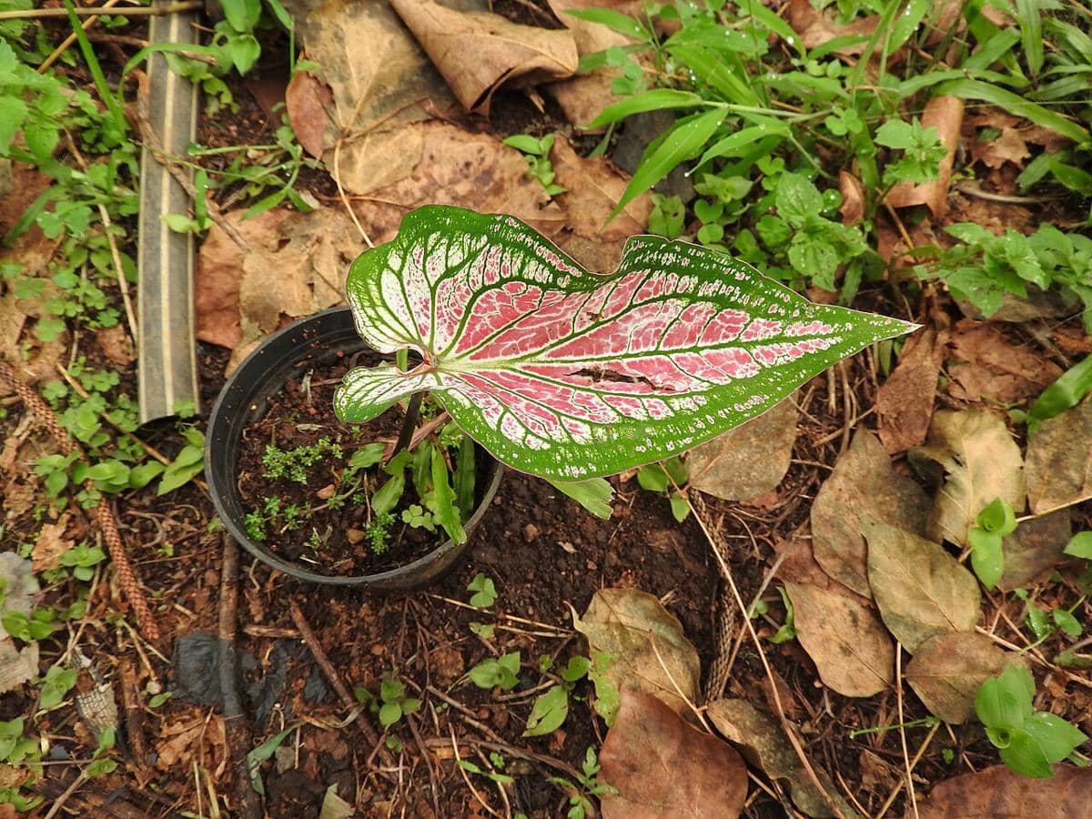 ilustrasi caladium thai beauty