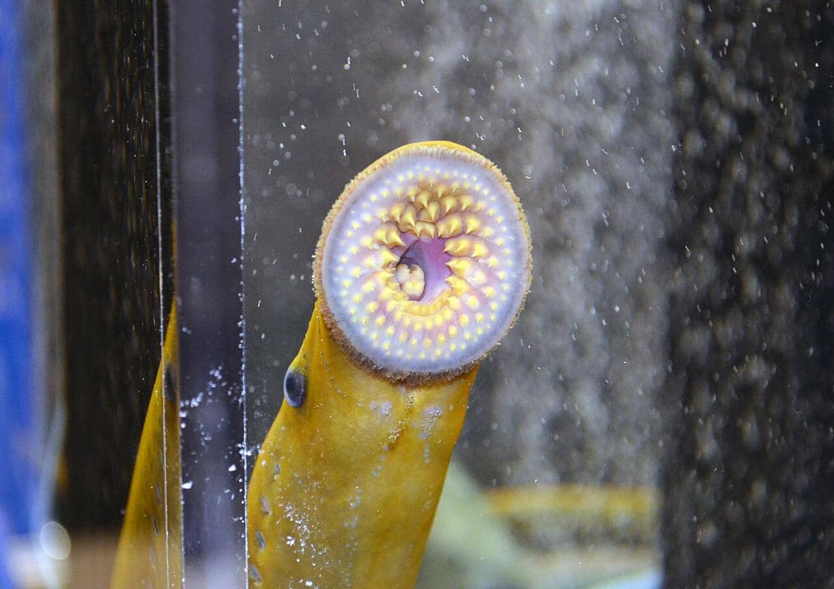 5 Fakta Ikan Lamprey Laut, Berani Menghisap Darah Ikan Besar