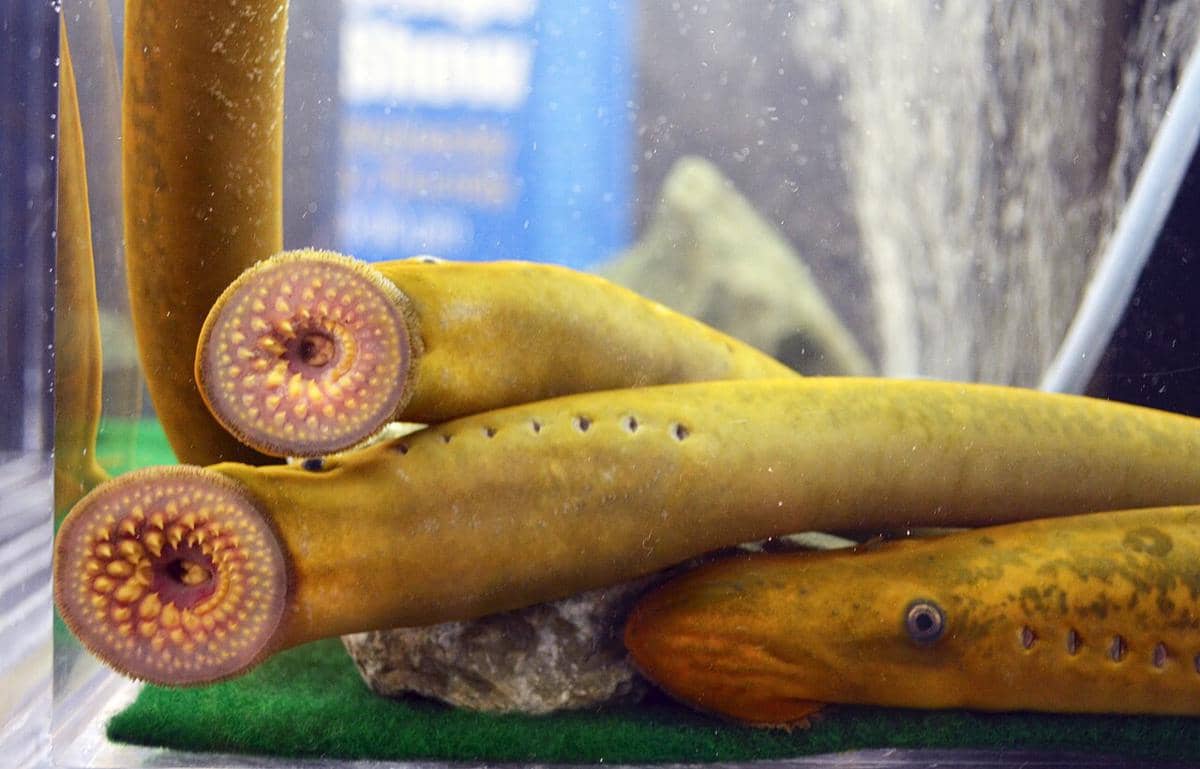 Ikan lamprey laut 