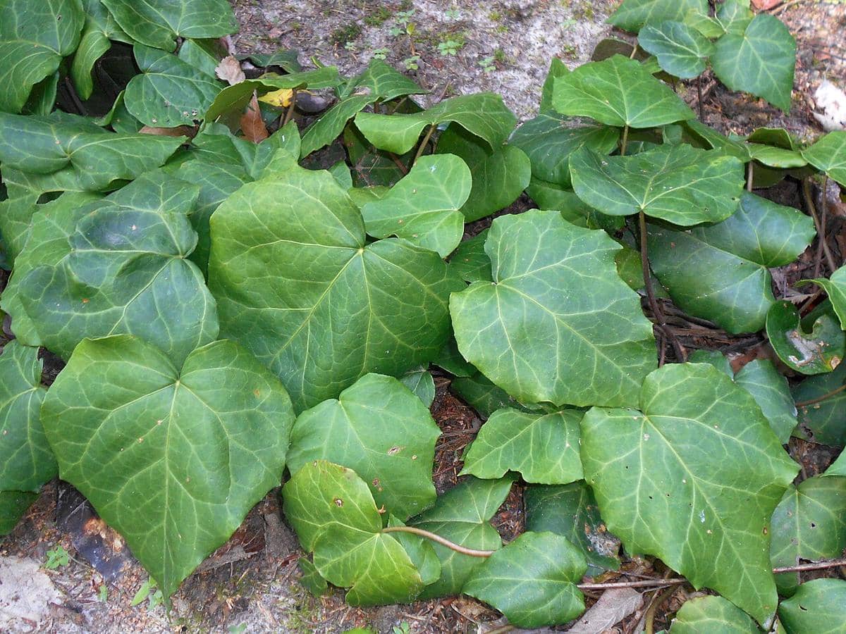 ilustrasi persian ivy