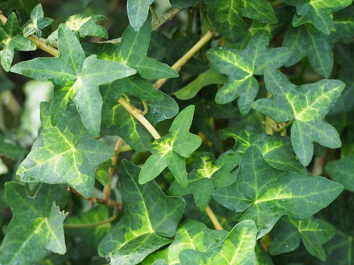 ilustrasi irish ivy