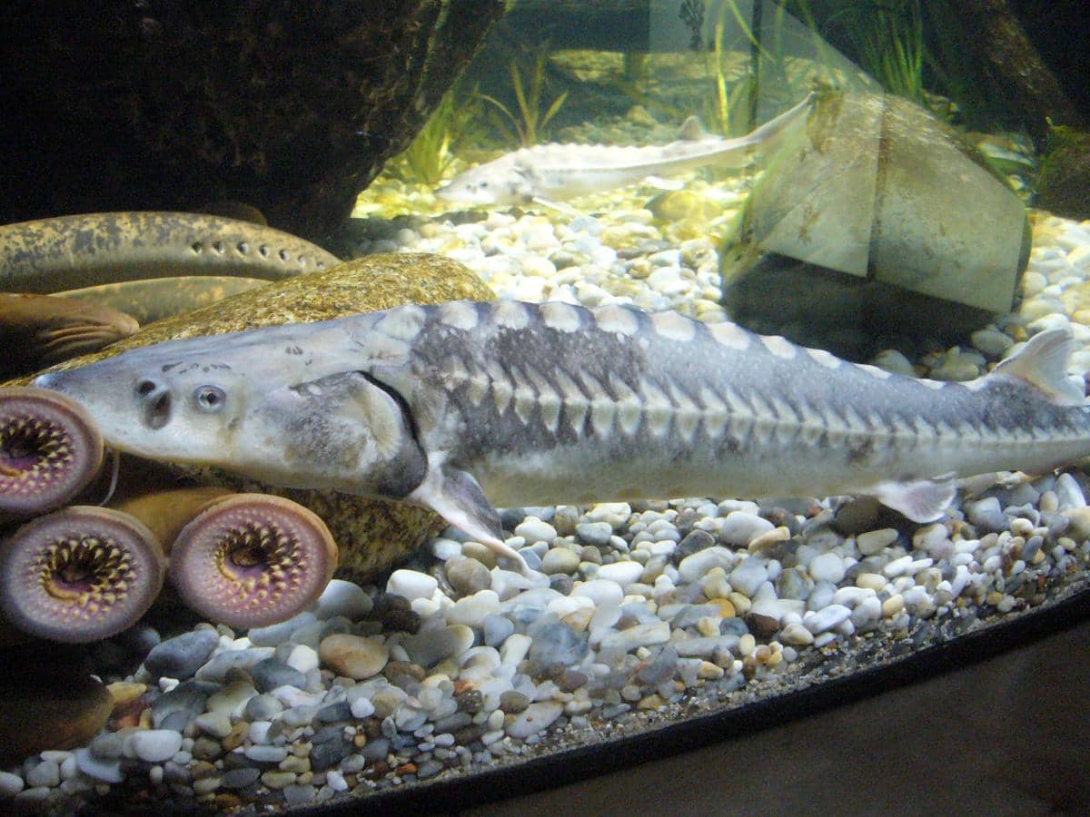 Ikan lamprey laut 