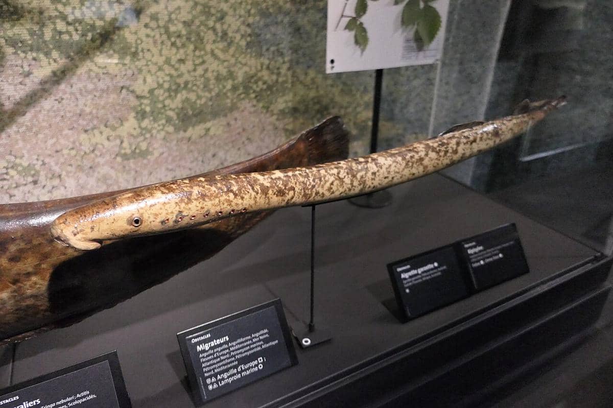 Ikan lamprey laut 