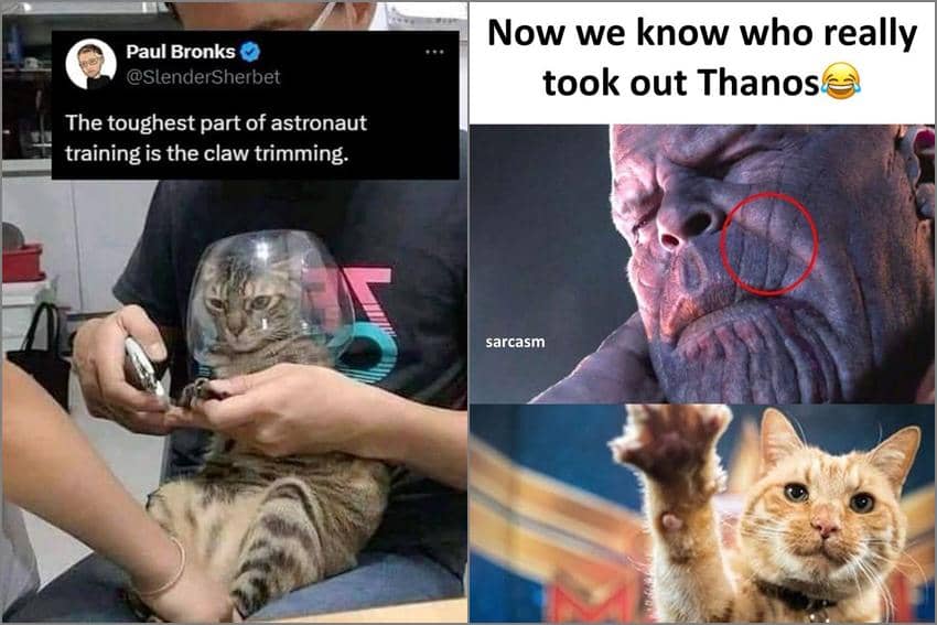 8 Meme Cakar Kucing, Meninggalkan Bekas di Badan Babu