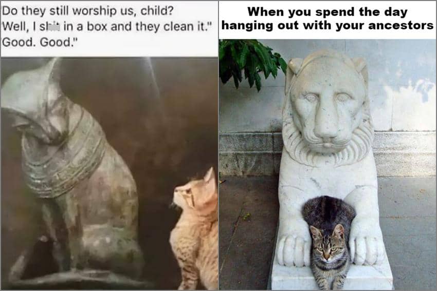 8 Meme Kucing tentang Leluhur, Ada Kebiasaan yang Gak Berubah