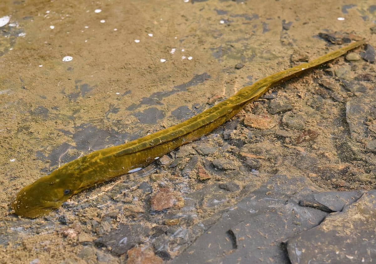 Ikan lamprey laut 