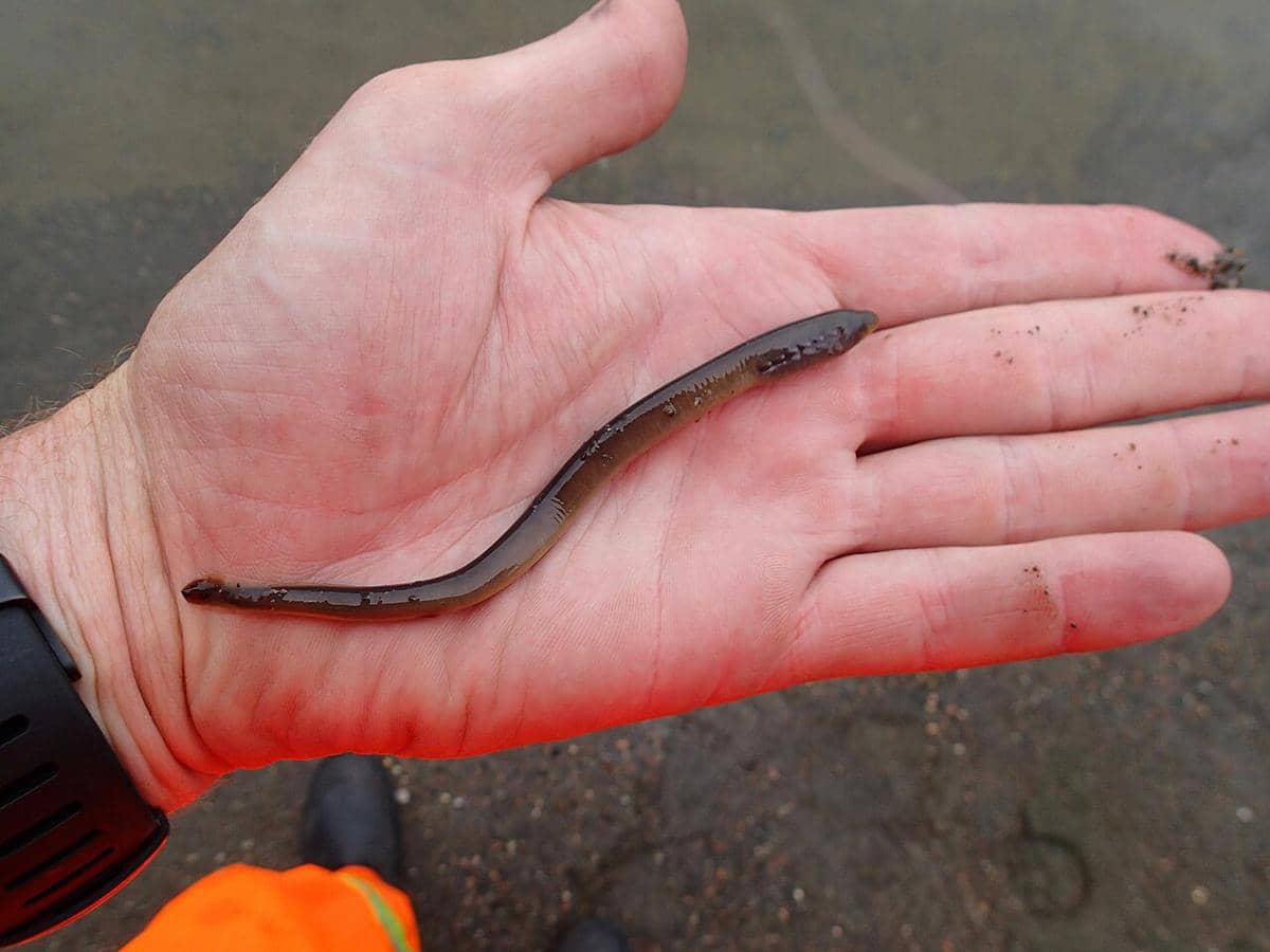 Ikan lamprey laut