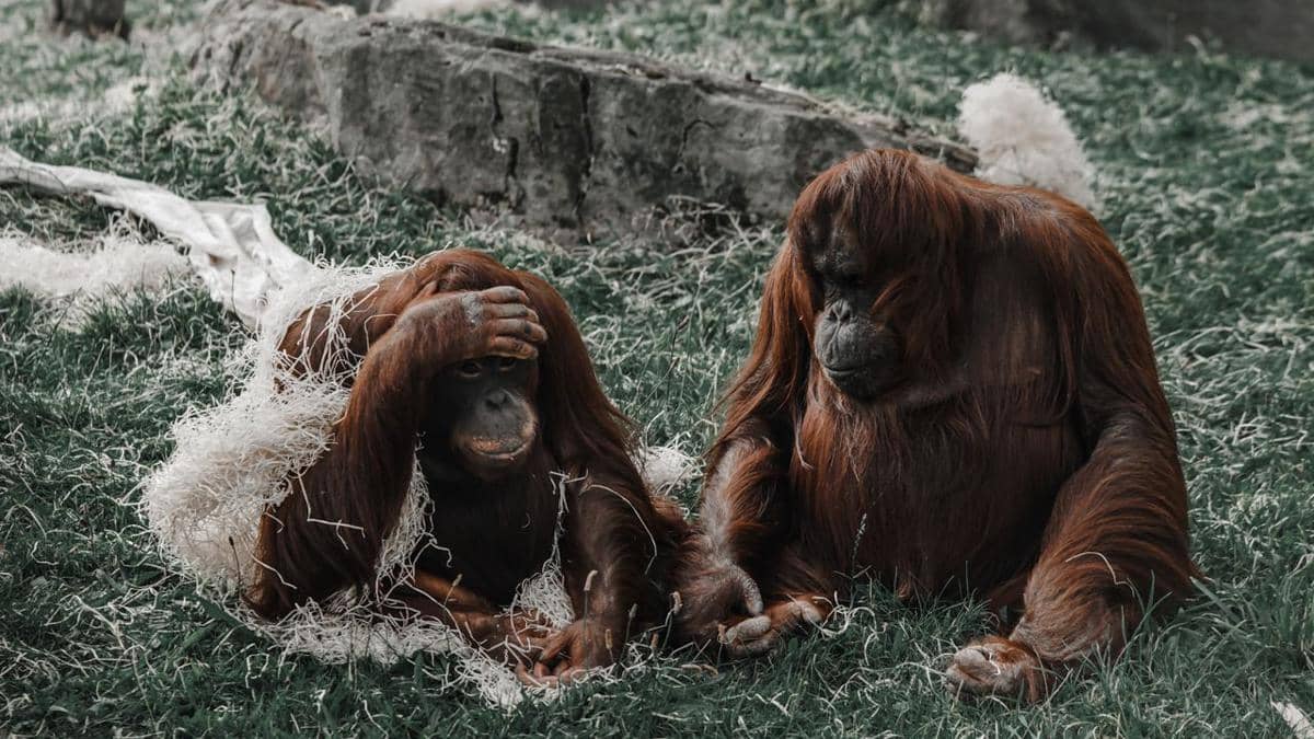 Karhutla Bisa Mengubah Suara Orang Utan, Ini Penjelasannya 
