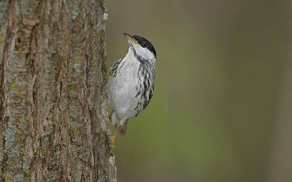 5 Fakta Blackpoll Warbler, Burung Kecil Penjelajah Atlantik