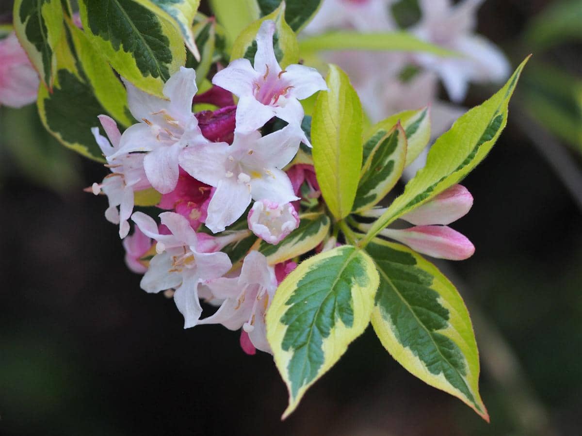 ilustrasi weigela florida variegata