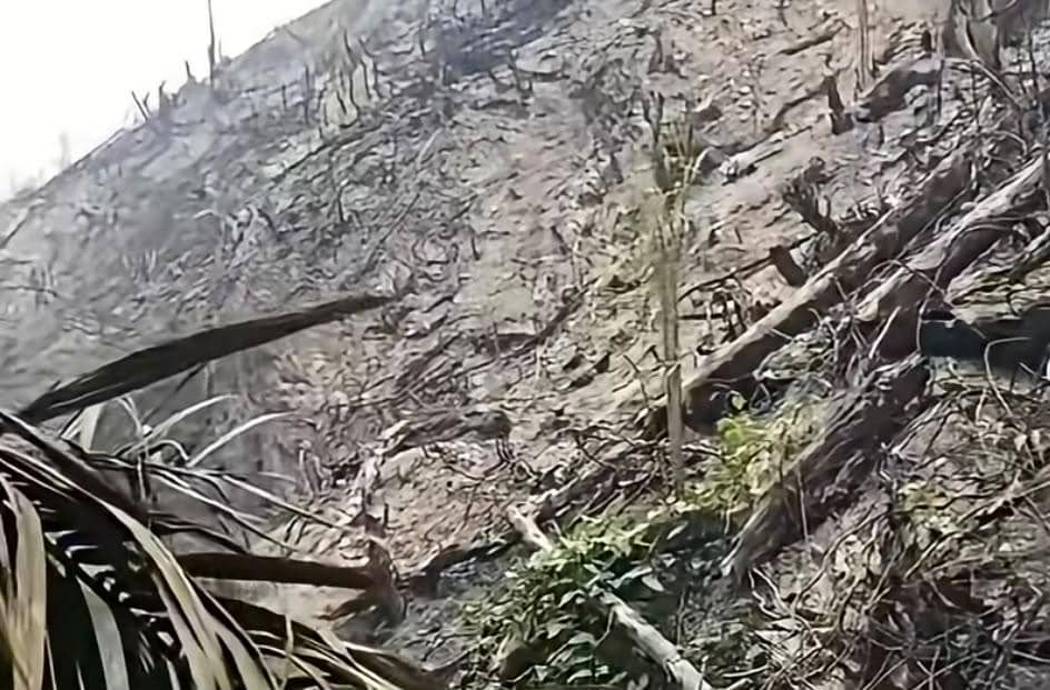 Barisan tanaman kelapa sawit tumbuh di area bekas kebakaran hutan dan lahan di Dharmasraya dengan tanah terbuka.