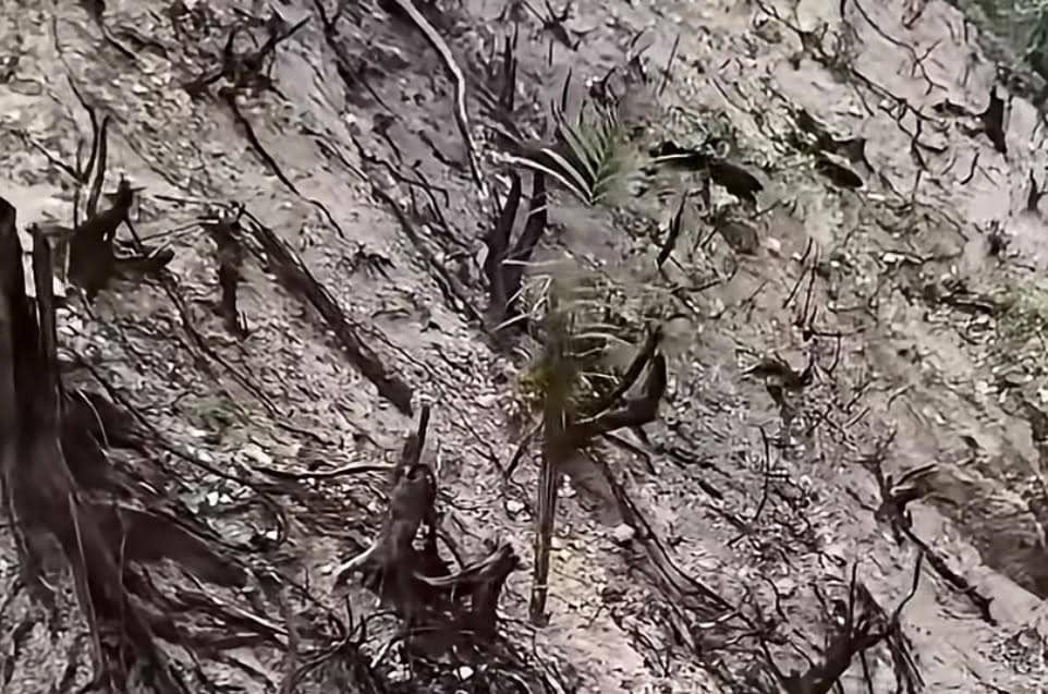 Deretan tanaman kelapa sawit tumbuh di lokasi bekas kebakaran hutan dan lahan di Dharmasraya.