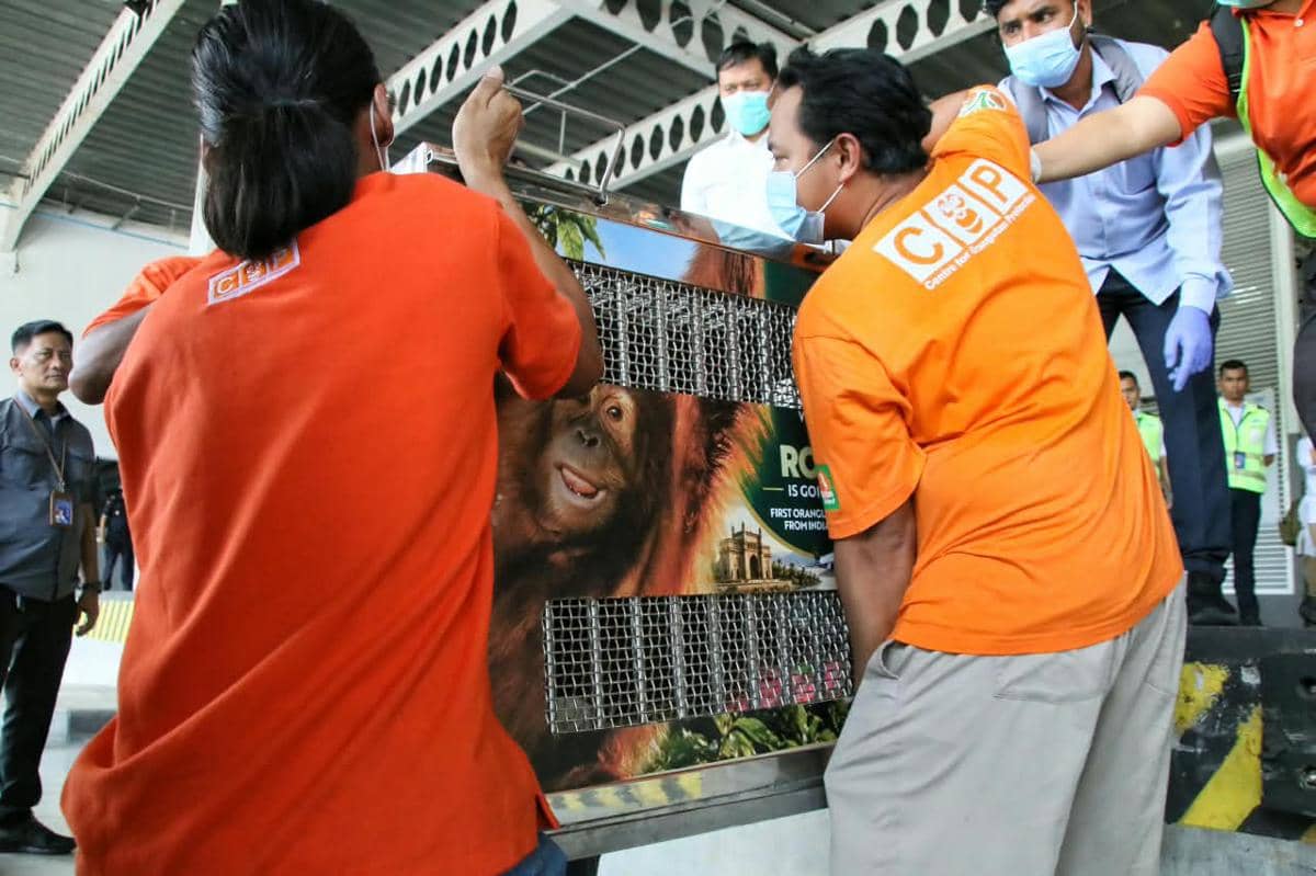 Rocky Orangutan Sumatra Korban Perdagangan Ilegal Kembali ke Indonesia