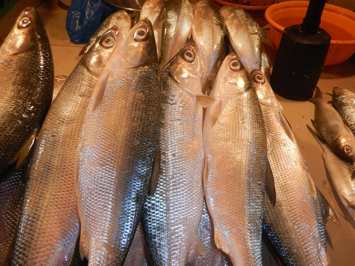 Potret ikan bandeng
