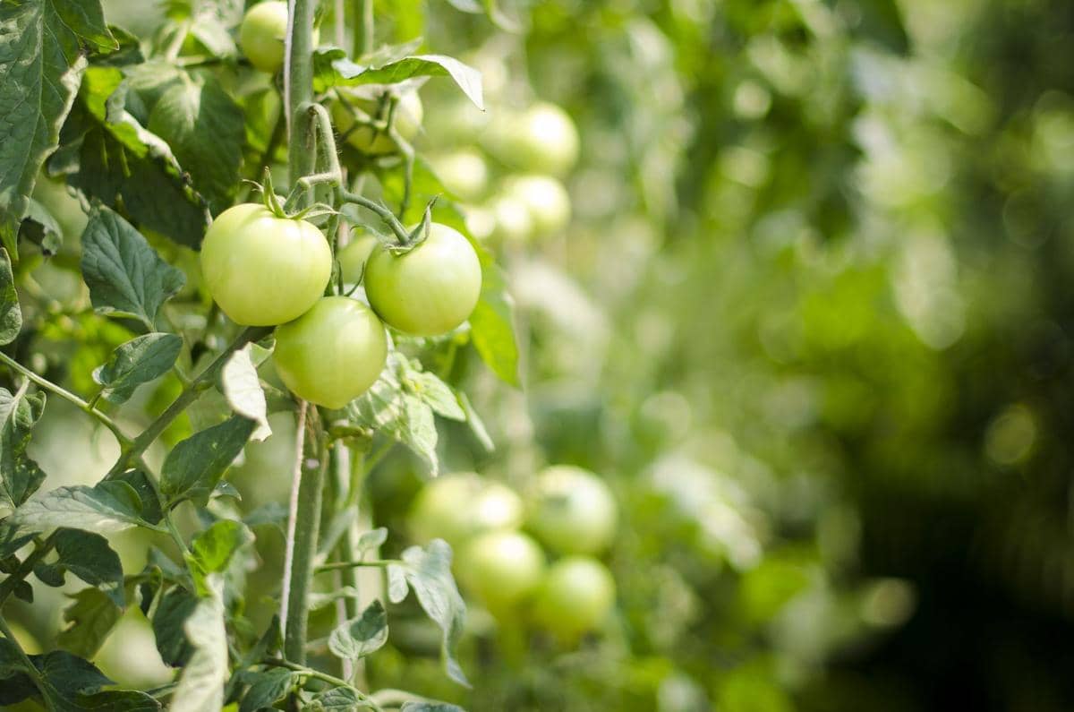 5 Sayuran yang Bisa Ditanam di Pot meski Gak Punya Kebun, Tanam!