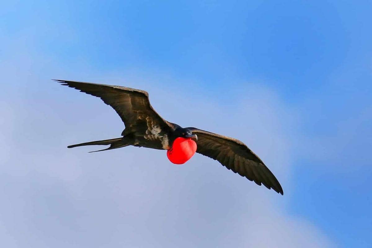 ilustrasi burung fregat